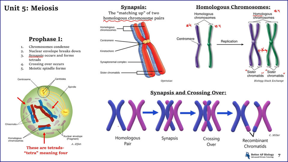 L1- Meiosis
